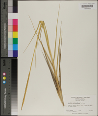 Spartina alterniflora image