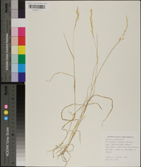Trisetum neglectum image