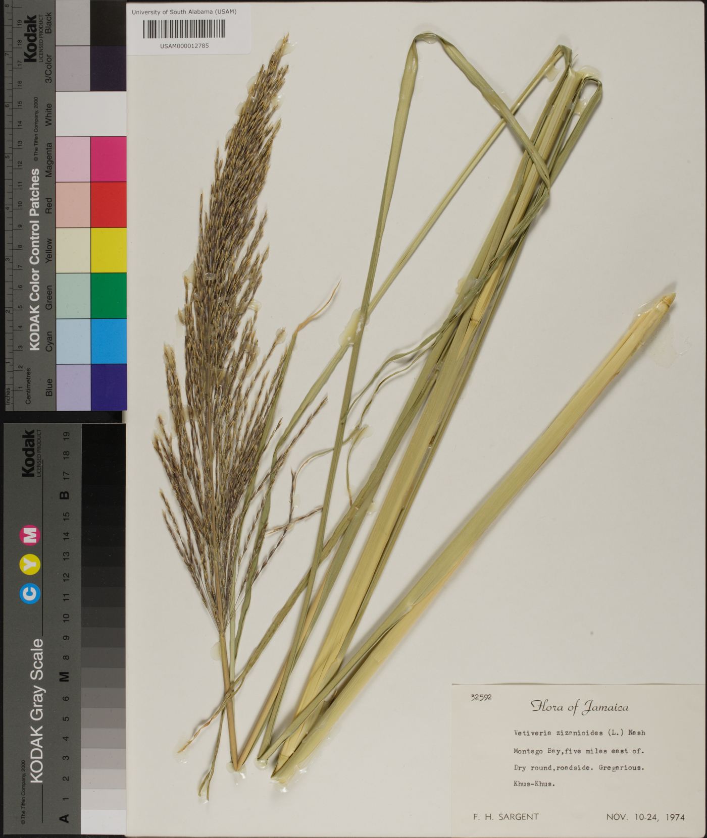 Chrysopogon zizanioides image