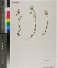 Phlox amoena image