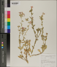 Phlox drummondii image