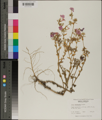 Phlox drummondii image