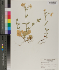 Phlox stolonifera image