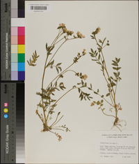 Polemonium reptans image