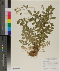 Polemonium reptans image