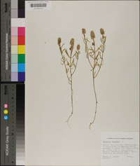 Polygala cruciata image