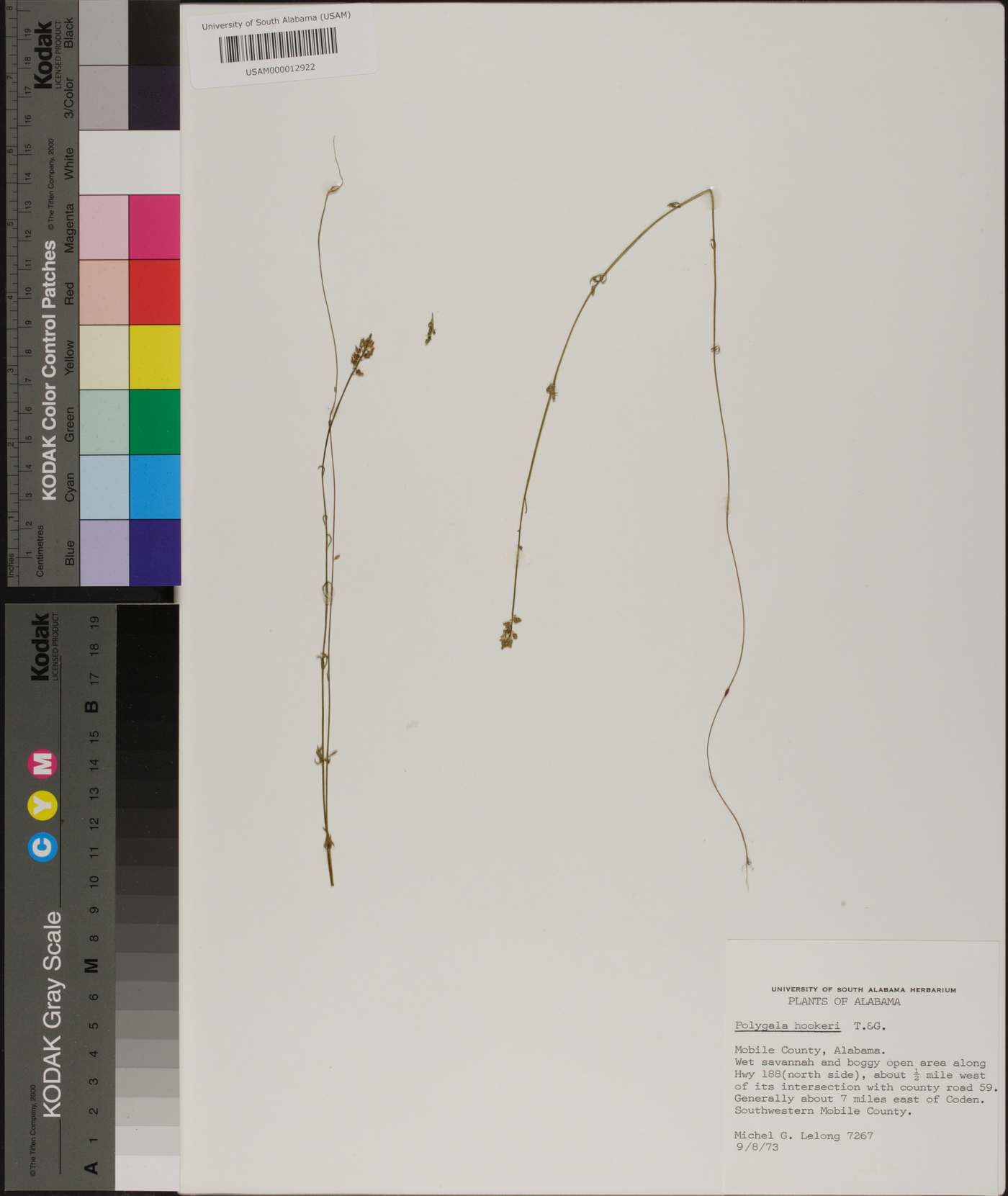 Polygala hookeri image
