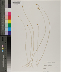 Polygala incarnata image