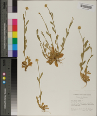 Polygala lutea image