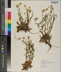 Polygala lutea image