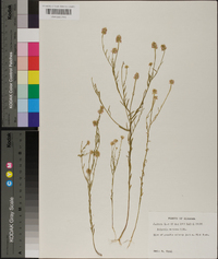 Polygala mariana image