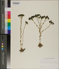 Polygala ramosa image