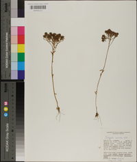 Polygala ramosa image