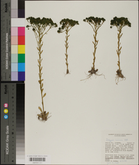 Polygala ramosa image