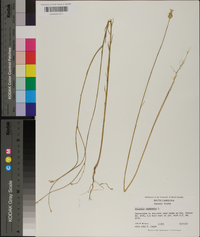 Polygala incarnata image