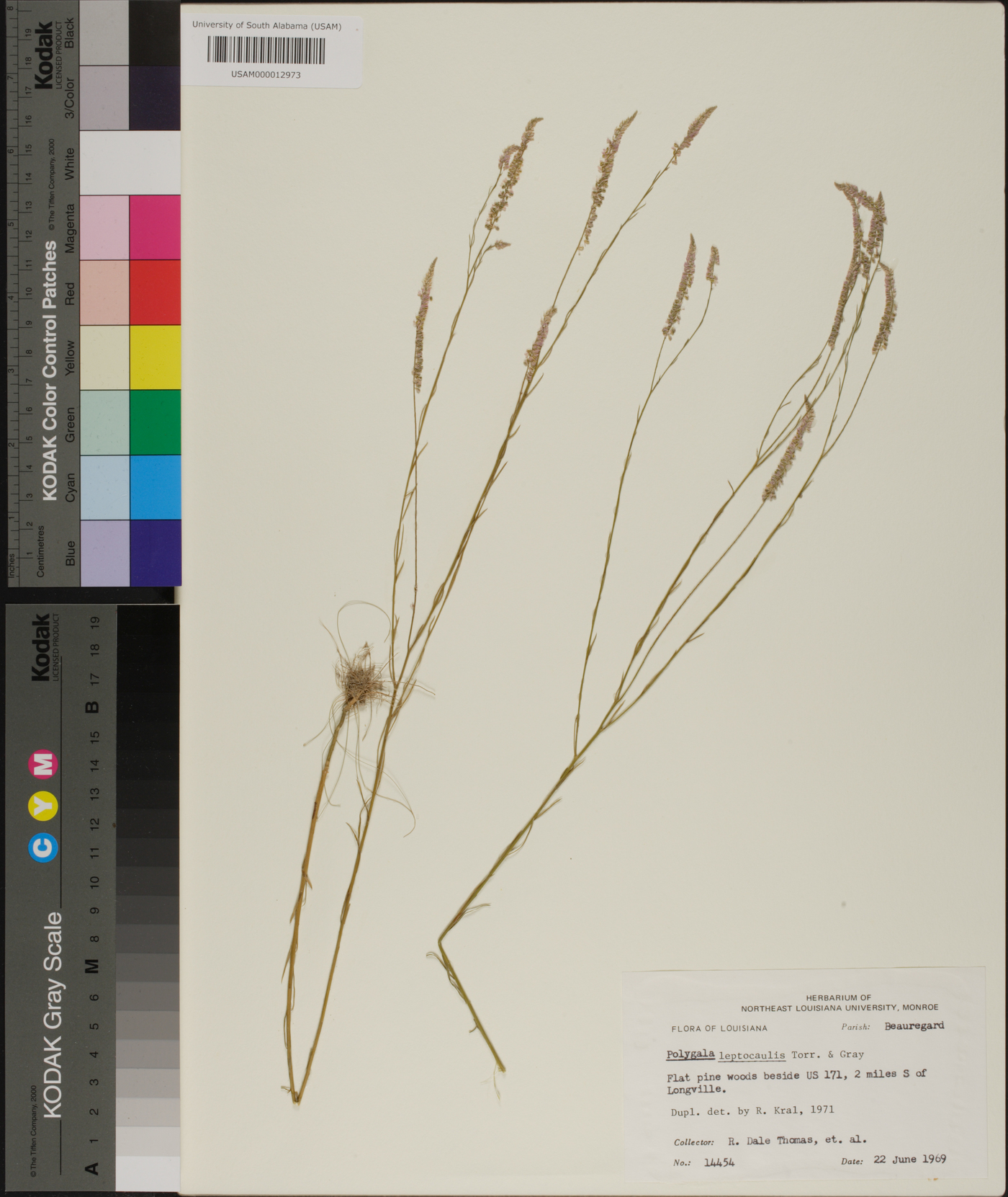 Polygala leptocaulis image