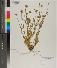 Polygala lutea image