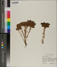 Polygala ramosa image