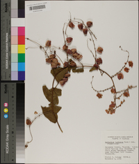 Antigonon leptopus image