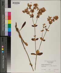 Eriogonum tomentosum image