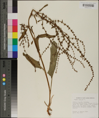 Rumex pulcher image