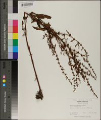 Rumex conglomeratus image