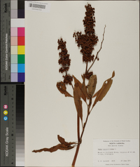 Rumex verticillatus image