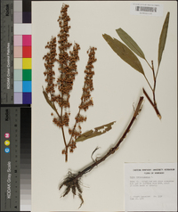 Rumex verticillatus image