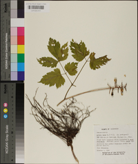 Actaea alba image