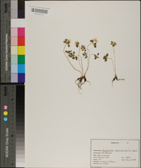 Anemonella thalictroides image