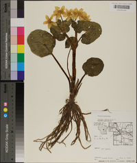 Caltha palustris image