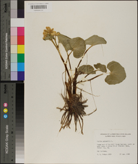 Caltha palustris image