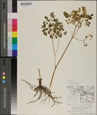 Thalictrum dioicum image