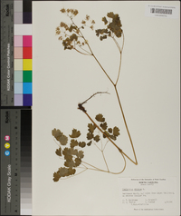 Thalictrum dioicum image