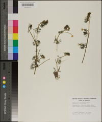 Ranunculus circinnatus image
