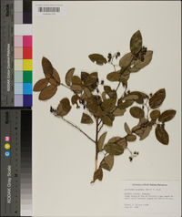 Berchemia scandens image