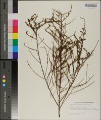 Ceanothus microphyllus image