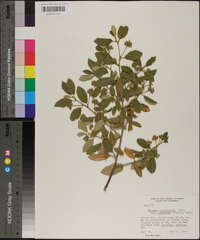 Frangula californica image