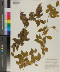 Sageretia minutiflora image