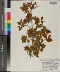 Sageretia minutiflora image