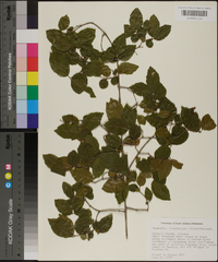 Sageretia minutiflora image