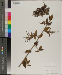 Sageretia minutiflora image