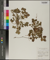 Potentilla indica image