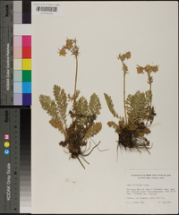 Geum triflorum image