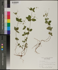 Galium circaezans image