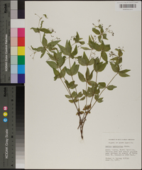 Galium latifolium image