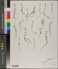 Galium parisiense image