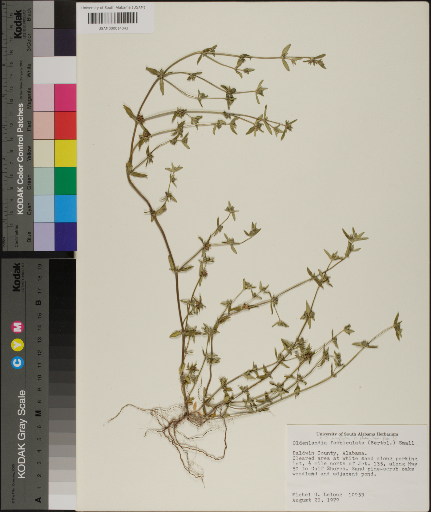 Oldenlandia fasciculata image