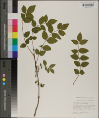 Zanthoxylum americanum image