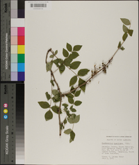 Zanthoxylum americanum image